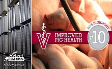 #10 Improved Pig Health