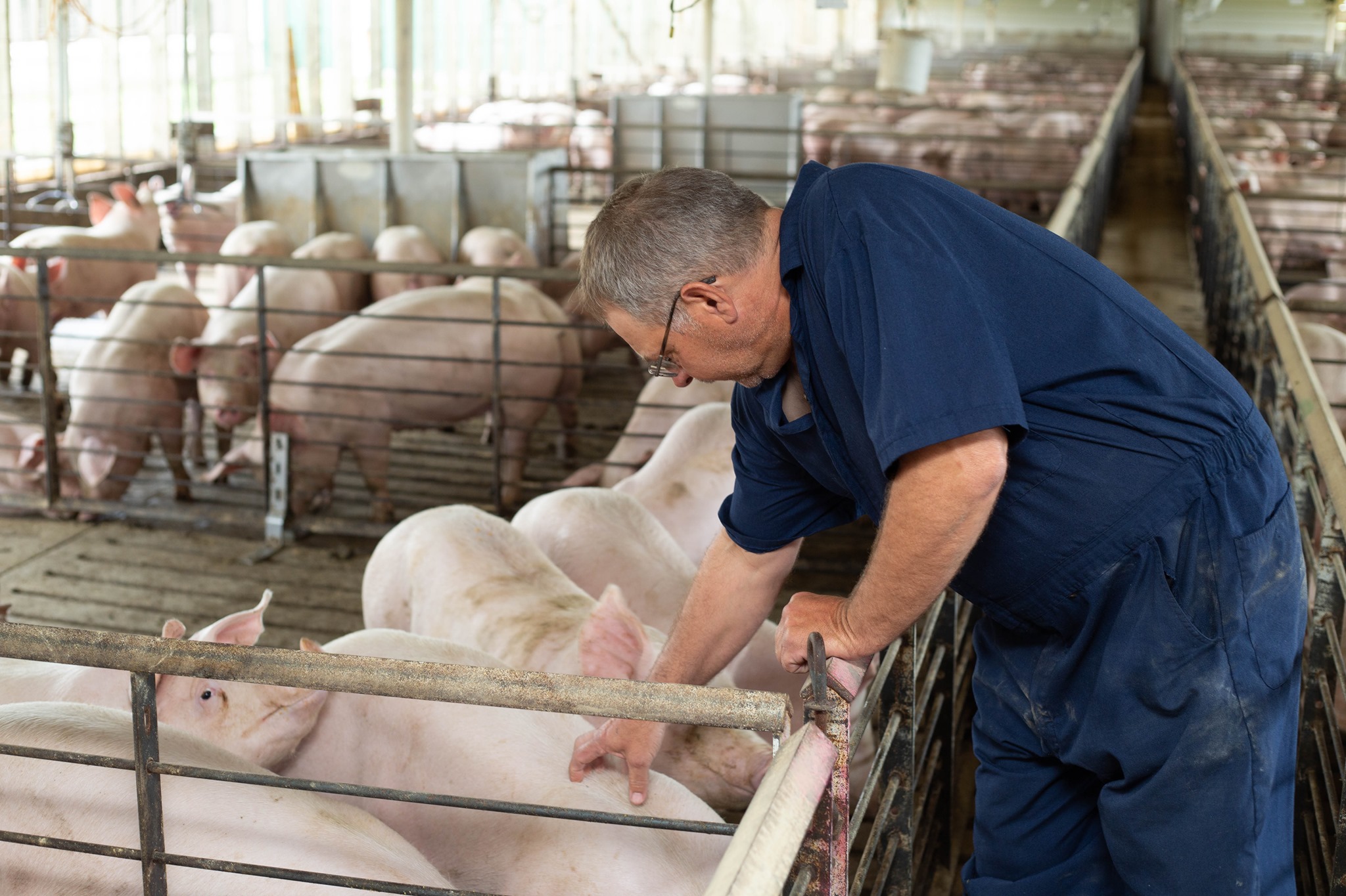 A man pets a pig.
