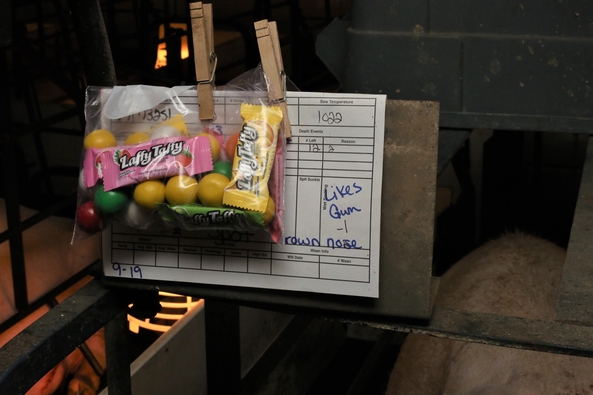 Candy clipped to a sow pen.