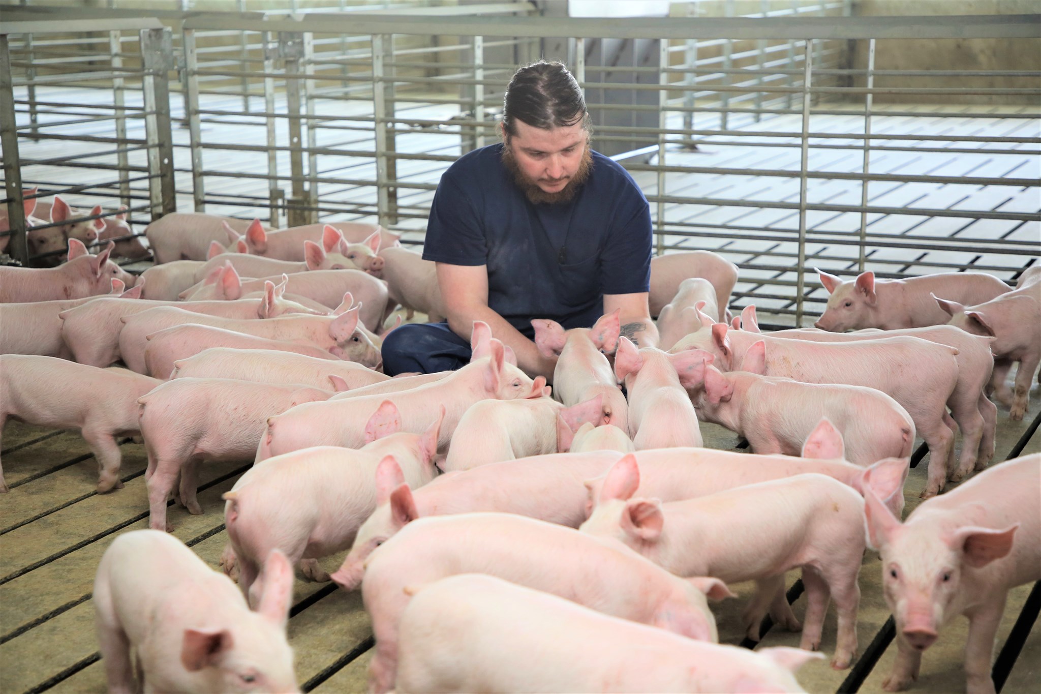 Cody inspects a group of pigs.