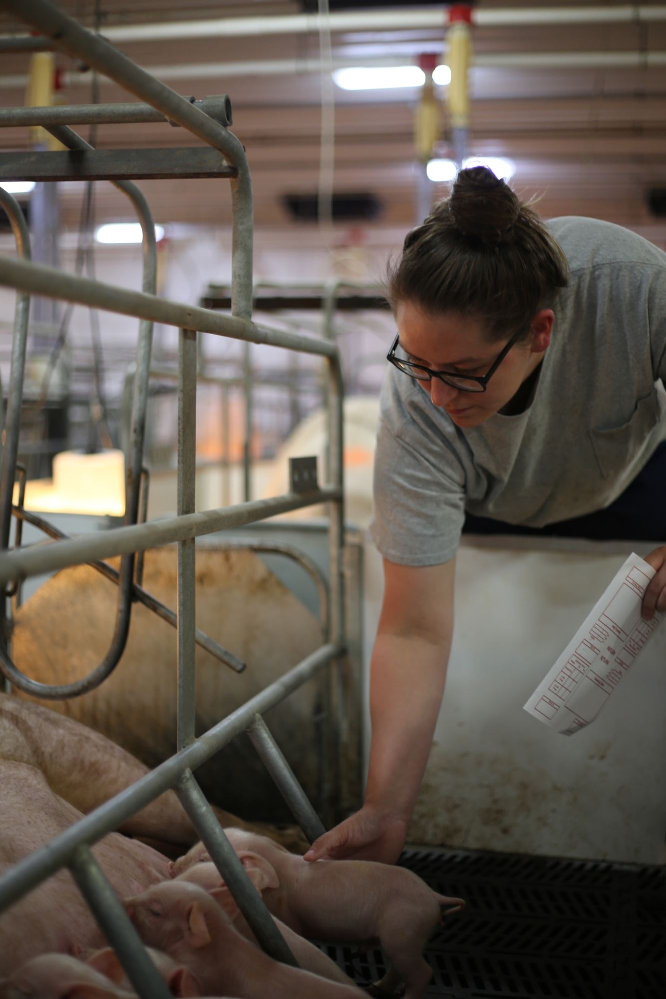 TLee working with new piglets