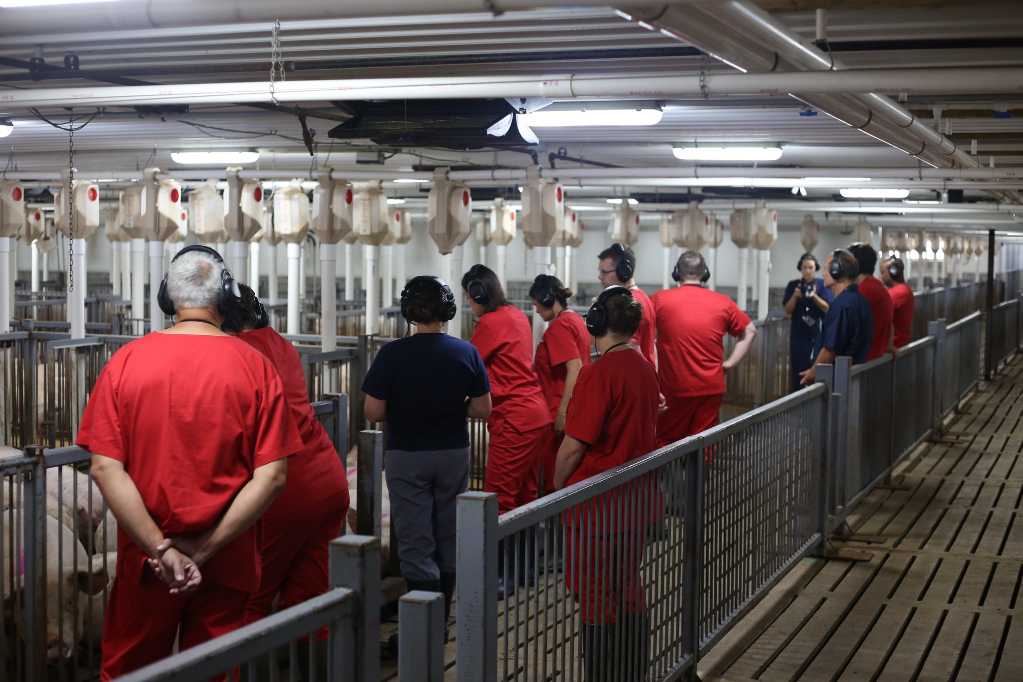 sow farm tour
