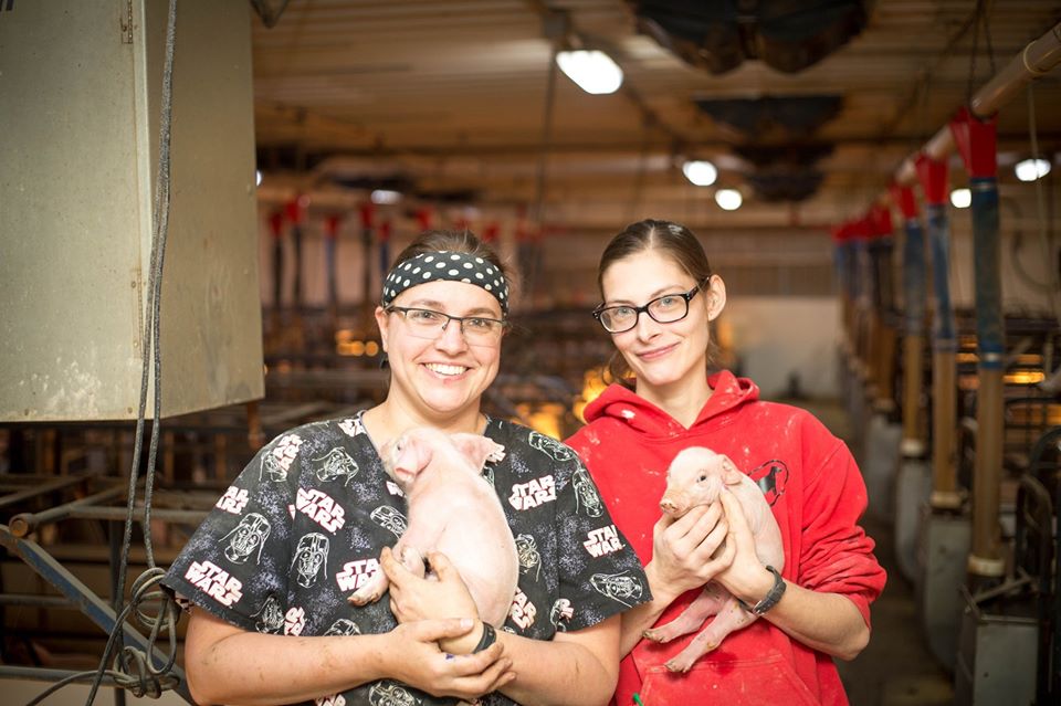 pigs