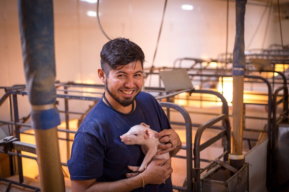 pig