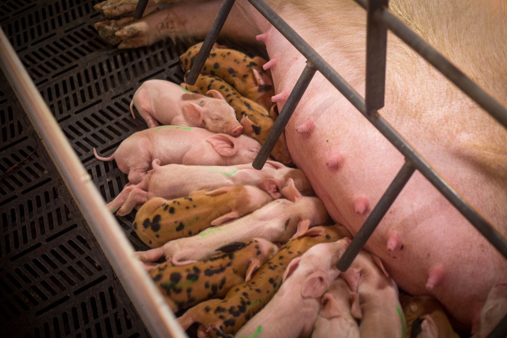 Baby pigs
