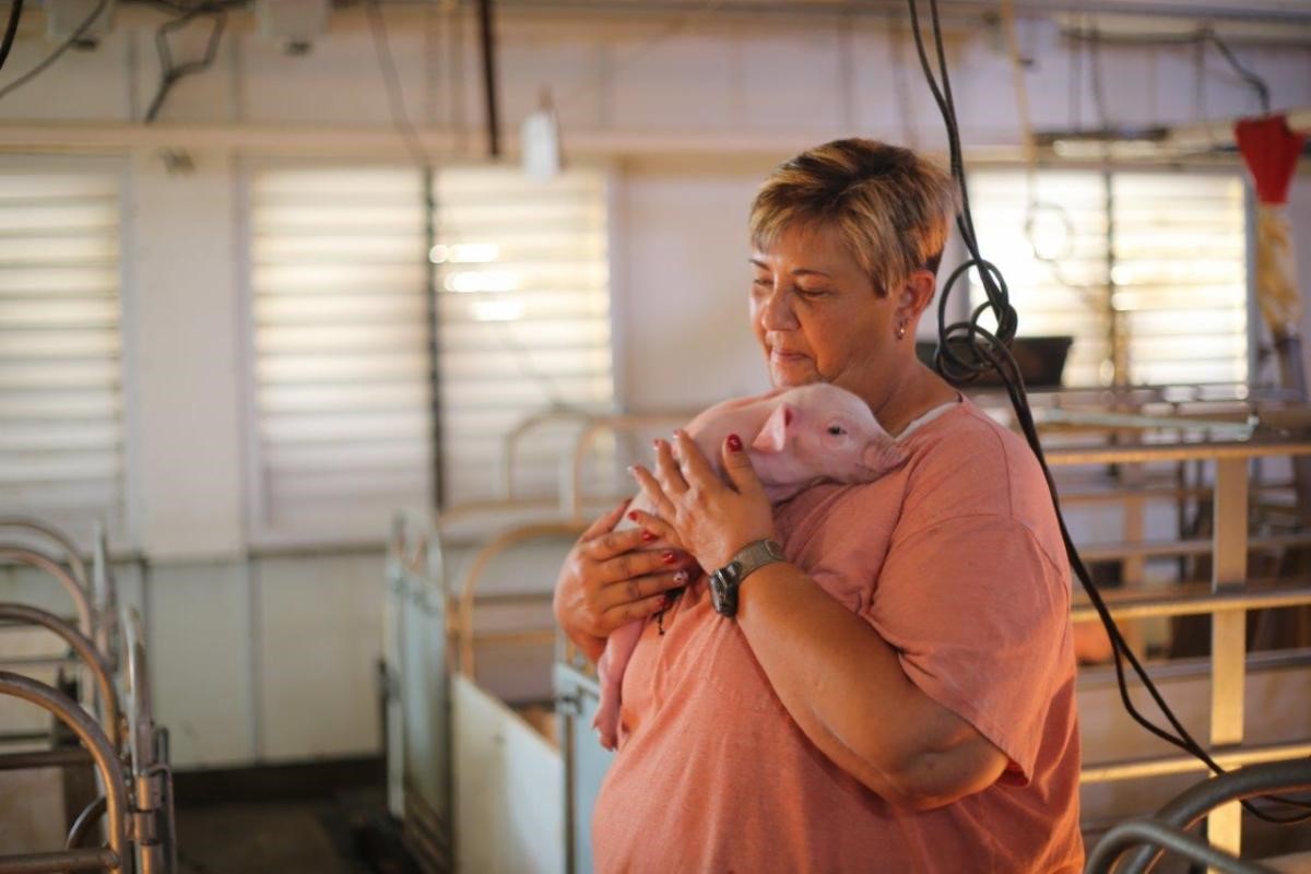 Caretaker holding a piglet