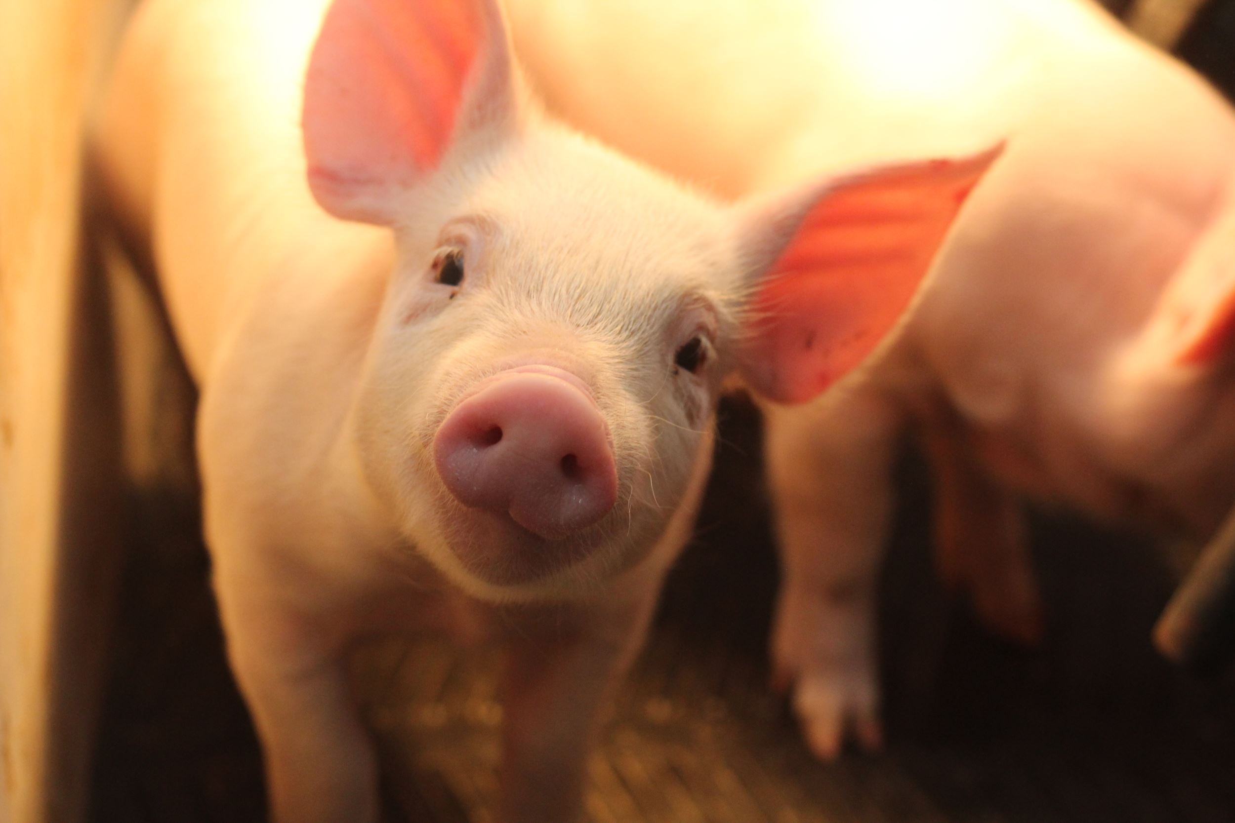 pig
