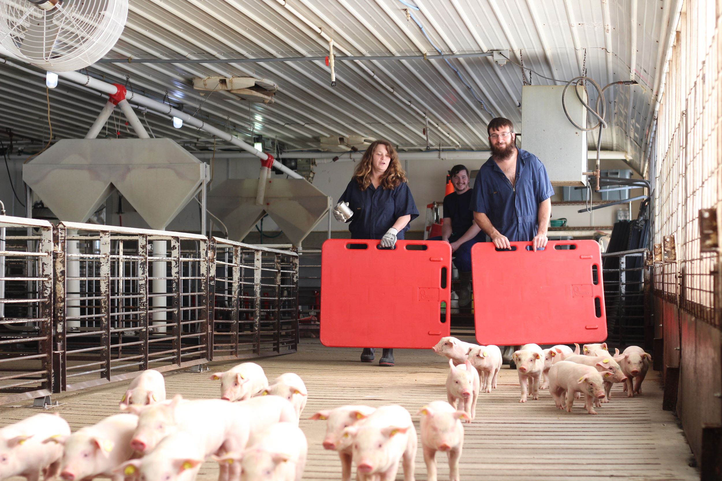 movingpiglets