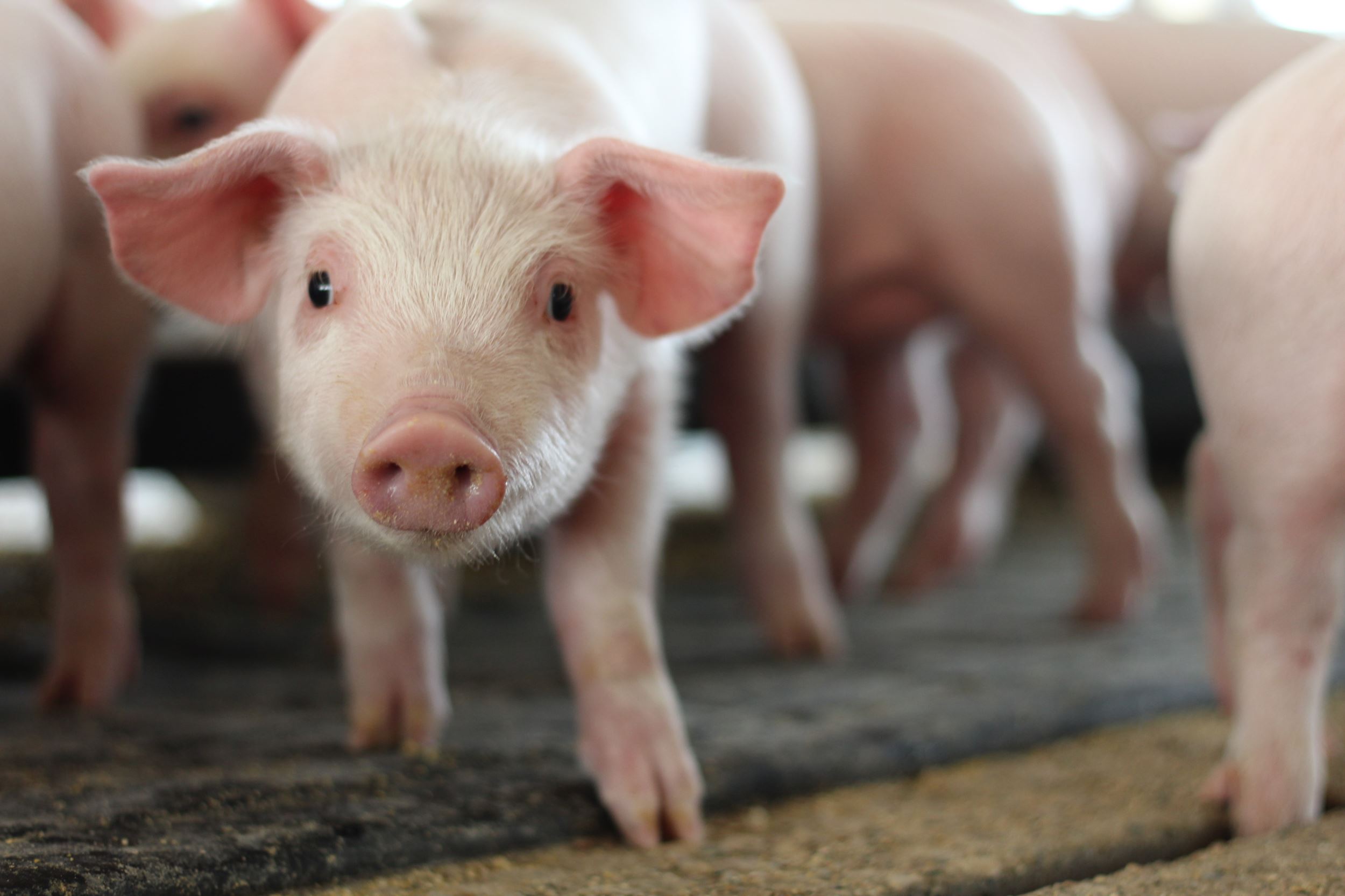 pig