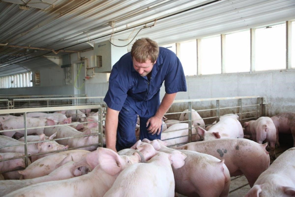 Mike caring for pigs inside the farm