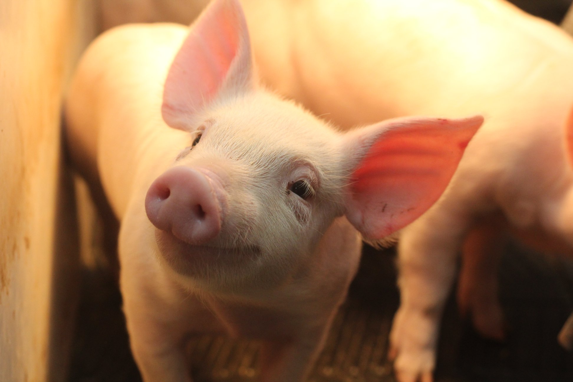 piglet