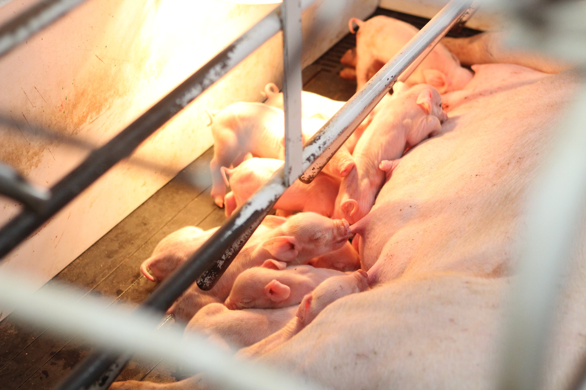 piglets