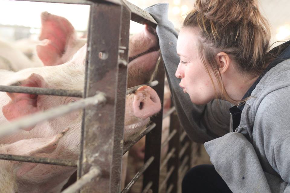 Jessica gives some love to her gilts at Bittersweet
