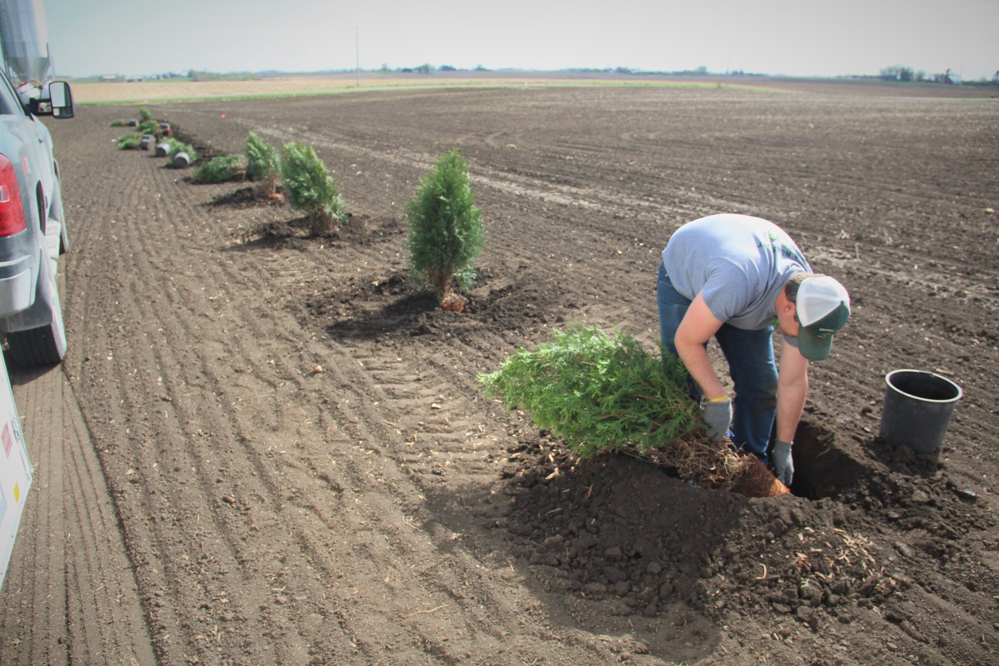 Trees being planted