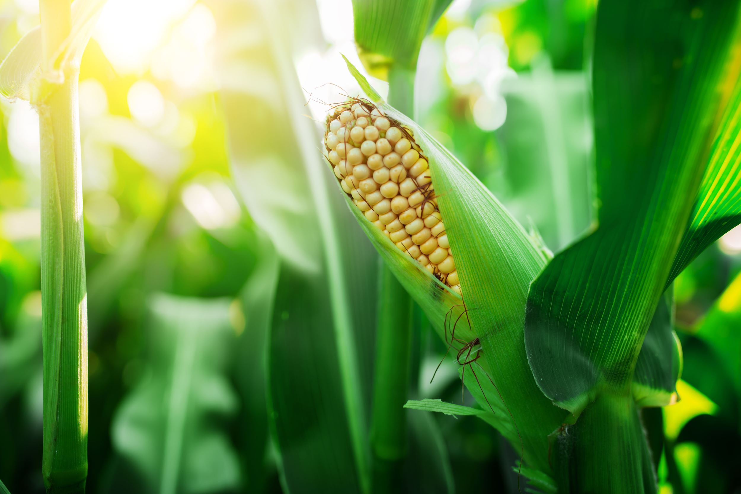 Manure helps crops grow