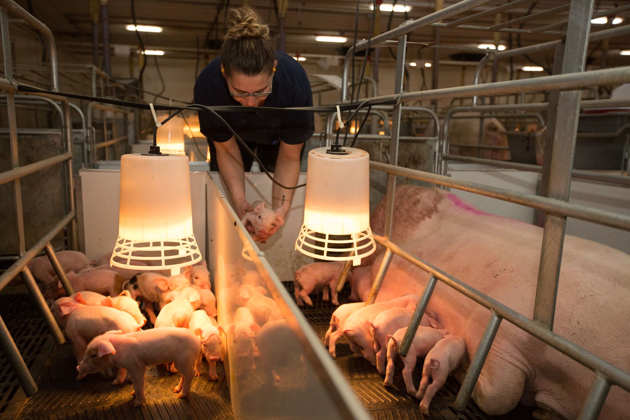 Andrea checking on piglets