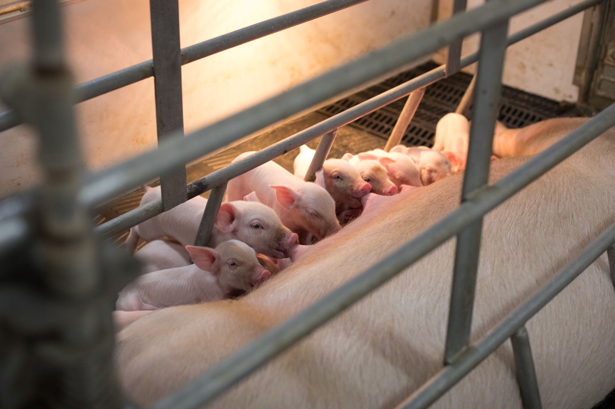 Piglets