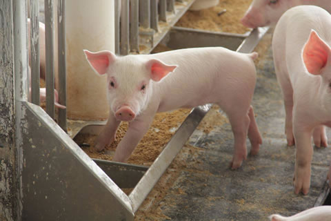 piglet