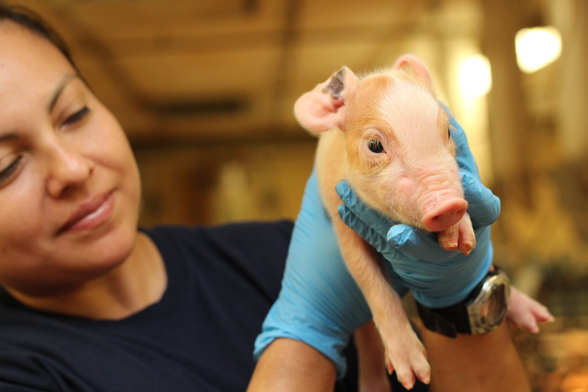 Baby piglet