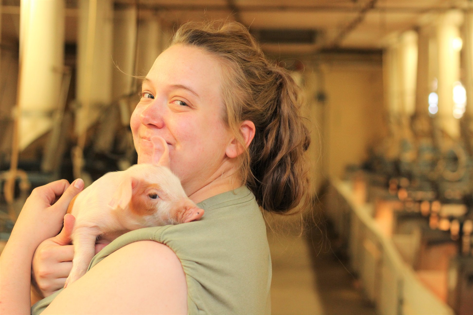 Baby piglet
