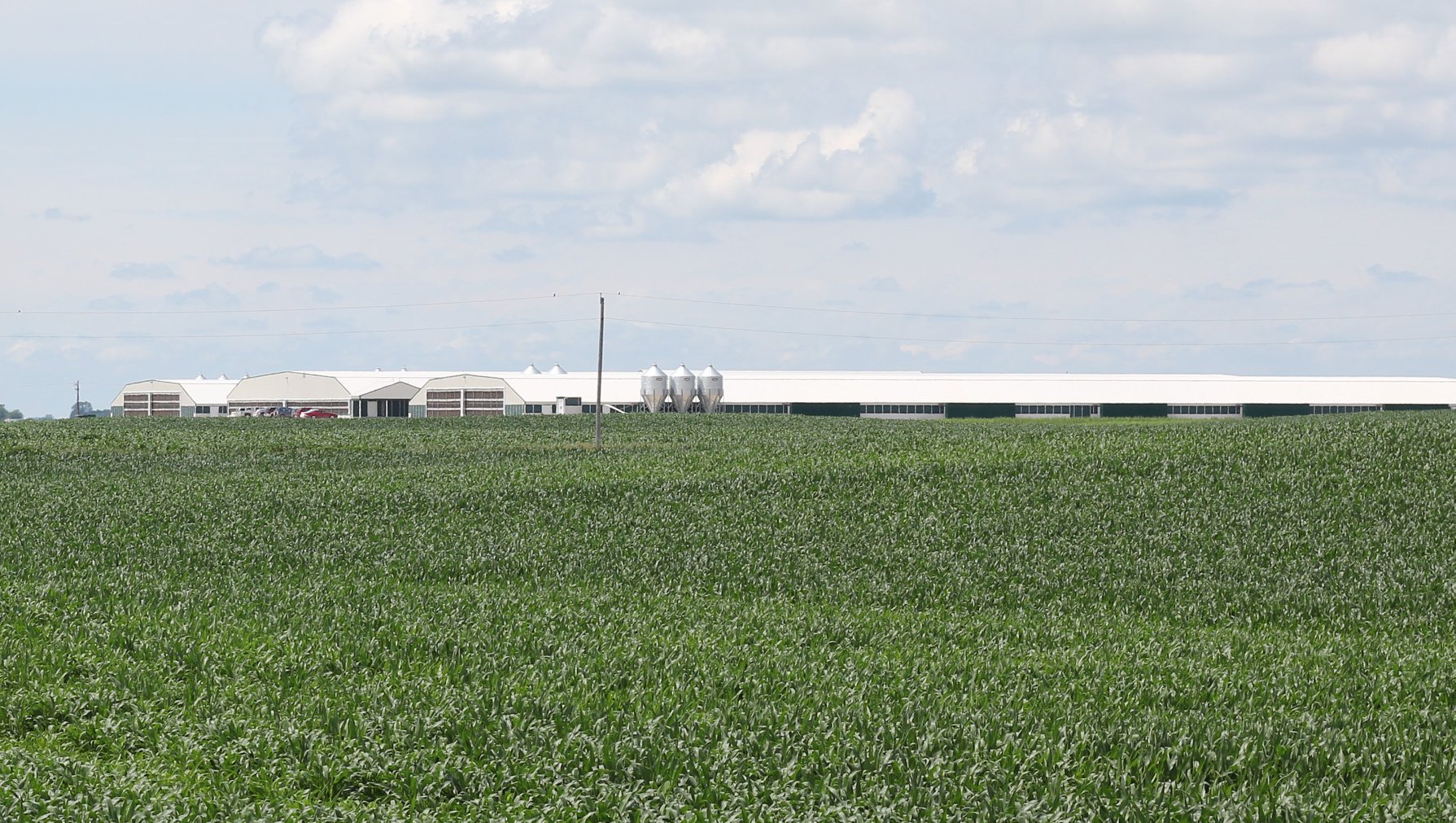 Yale Sow Farm from a distance
