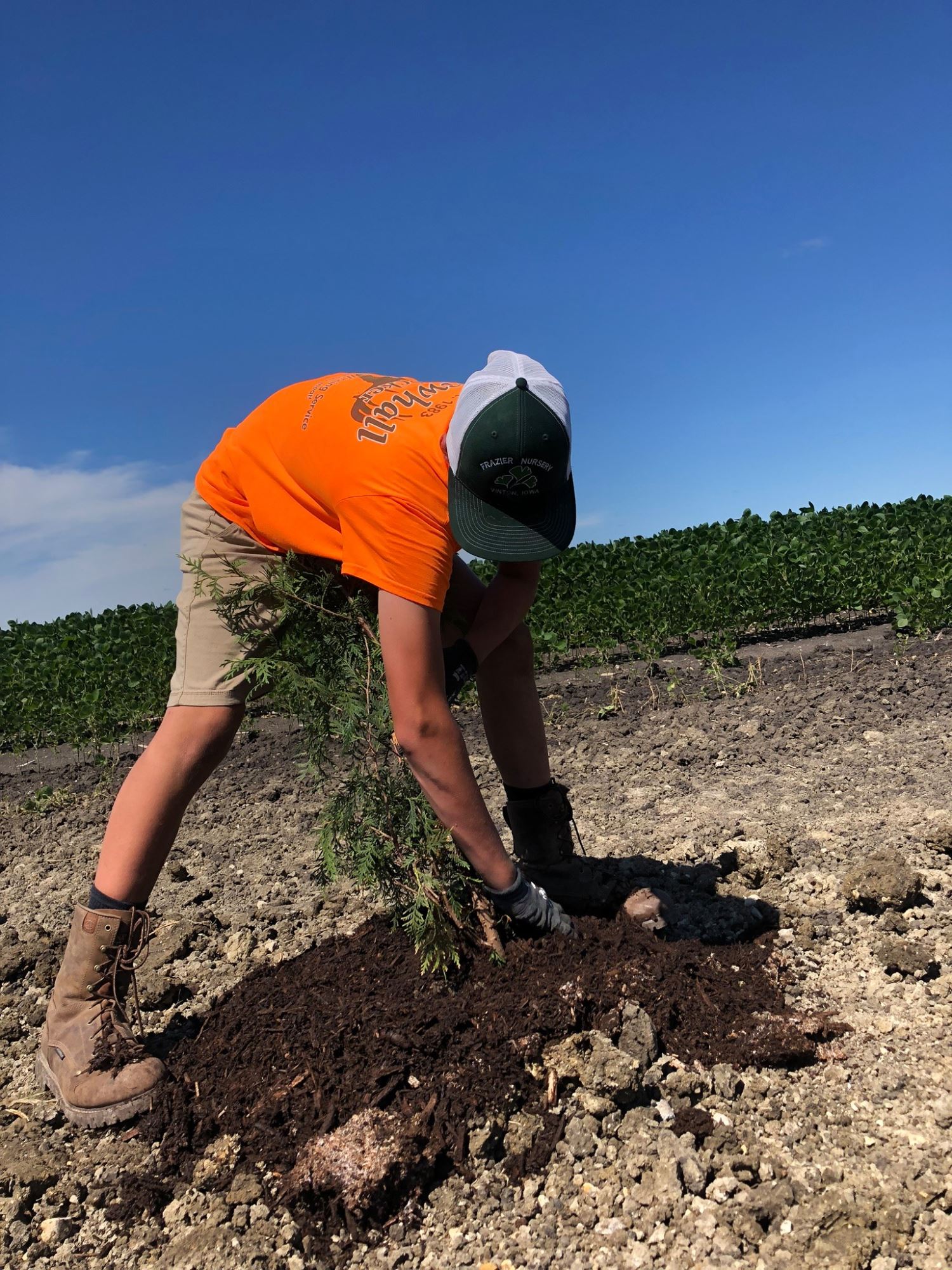 Planting trees