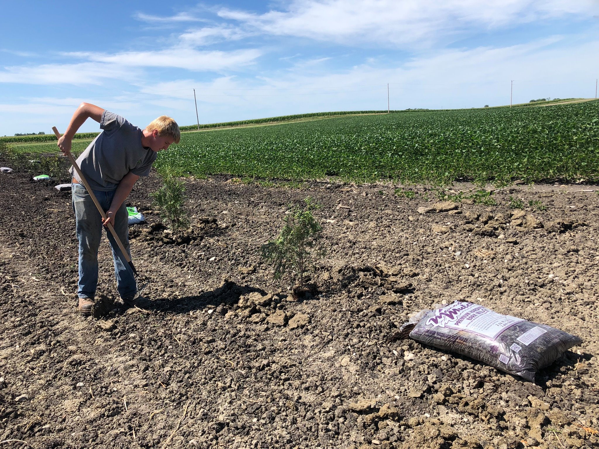 Planting trees