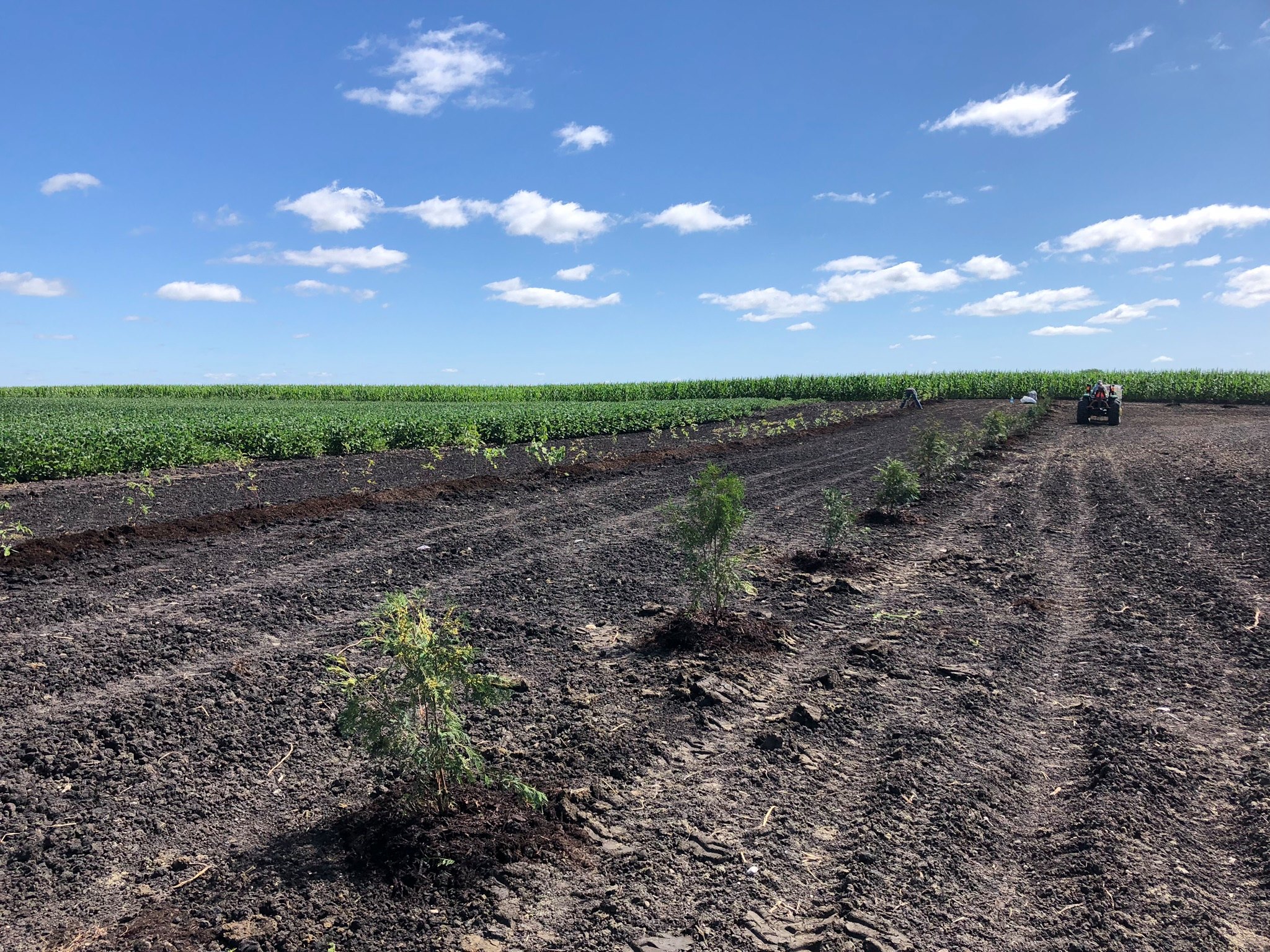 Planting trees