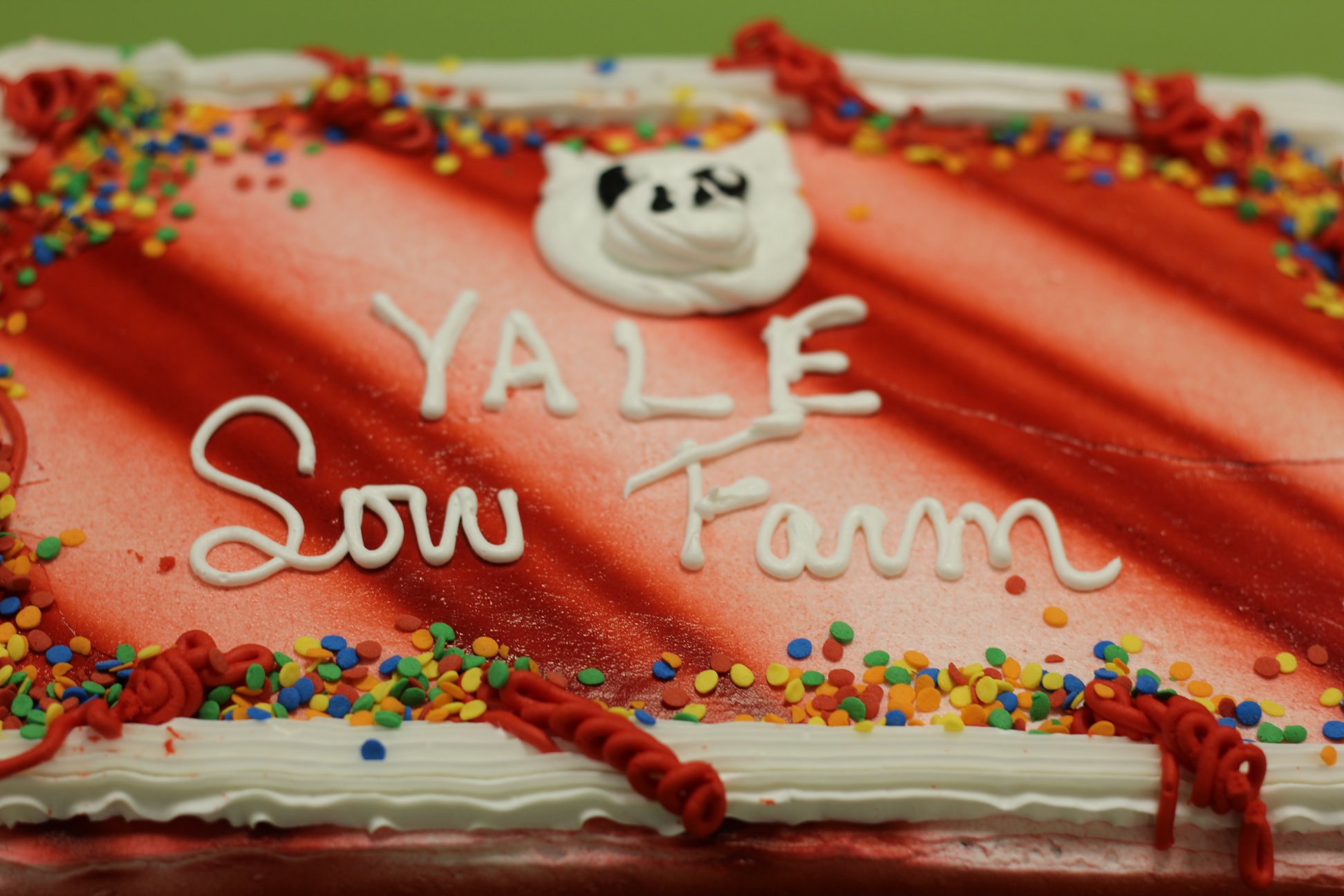 Celebration Cake