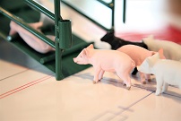 Swine Sight Focuses on Animal Well-Being